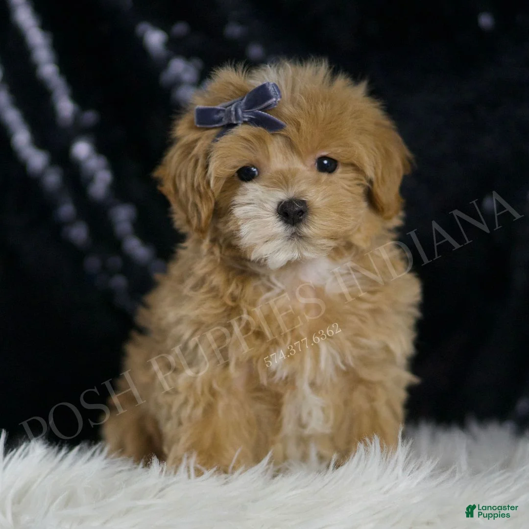 Maltipoo dogs for sale: Europe - Ad 5