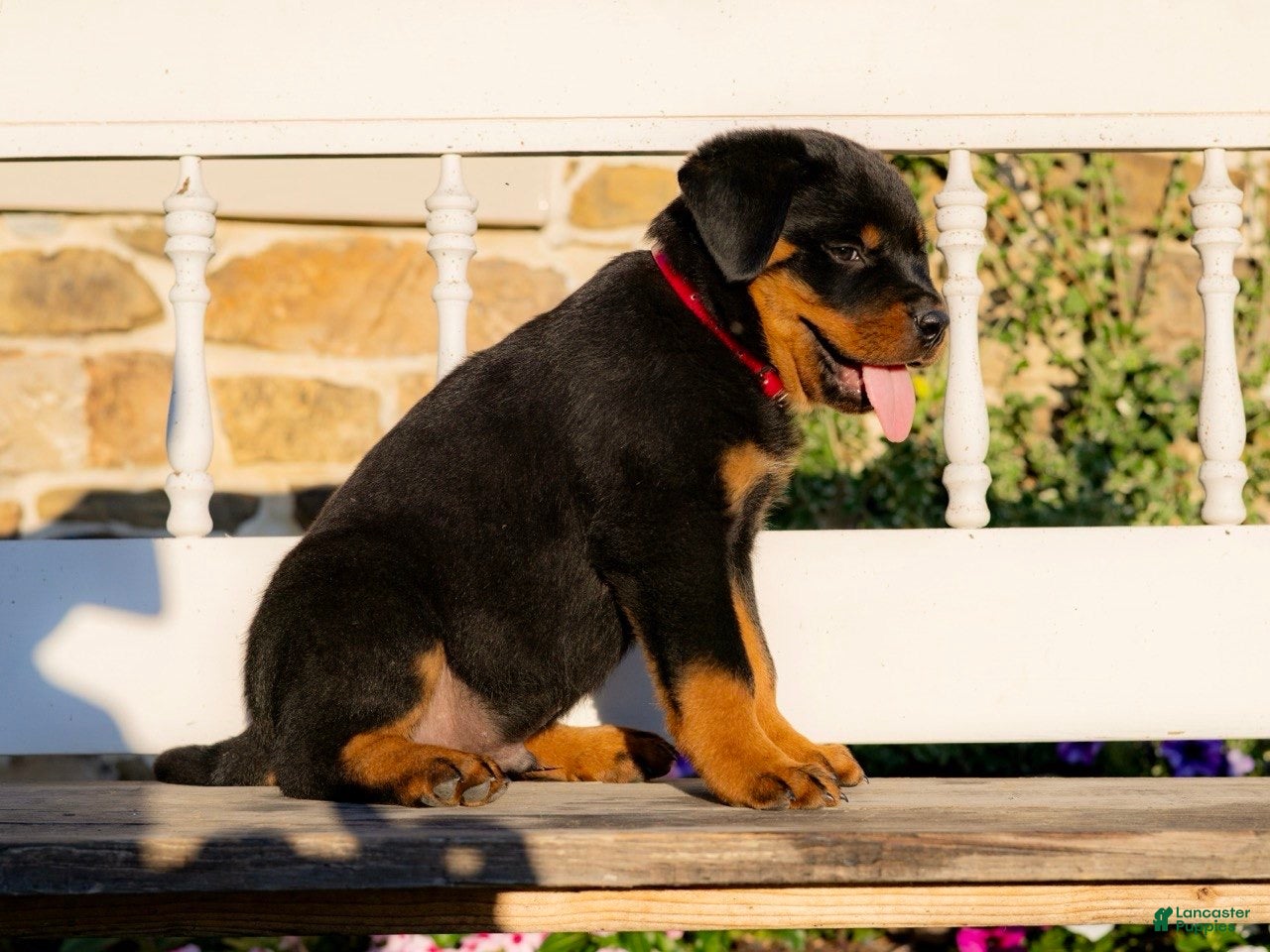 Rottweiler dogs Sirius - Ad 2