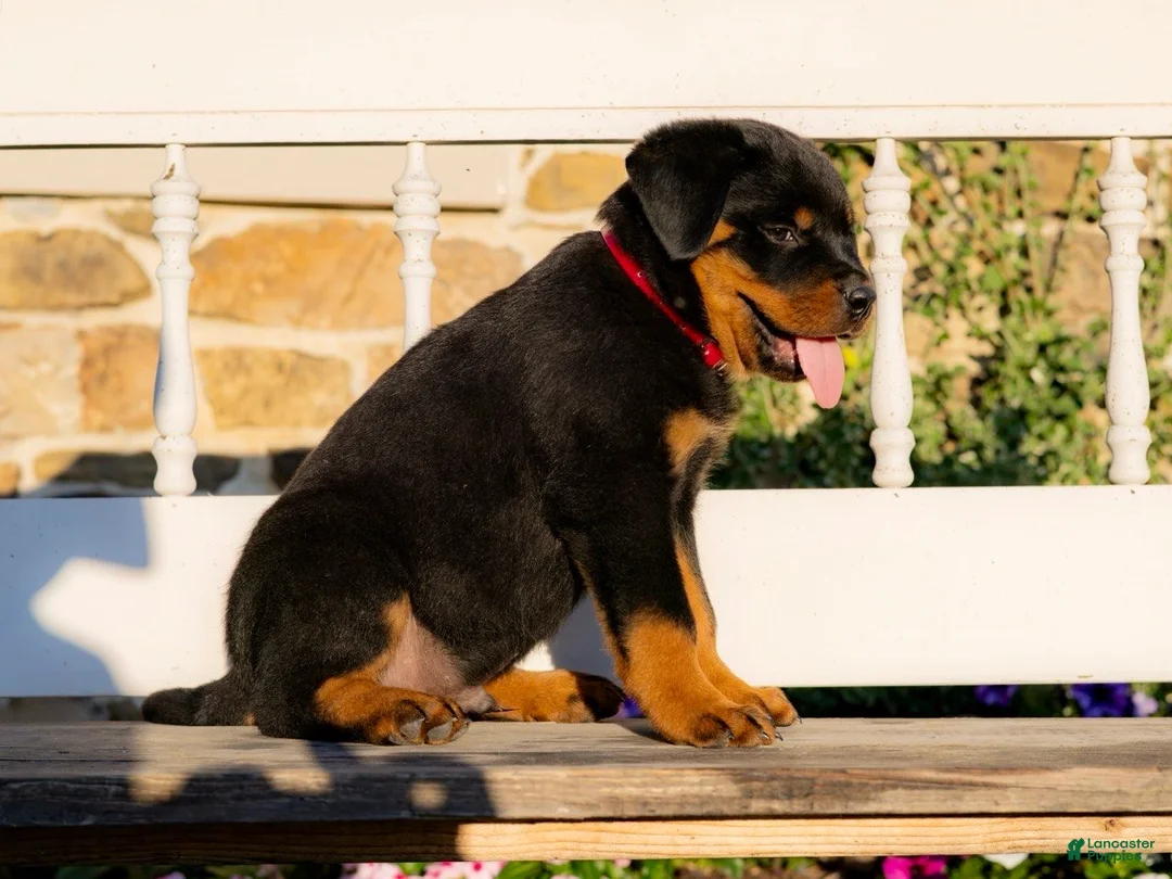 Rottweiler dogs for sale: Sirius - Ad 2