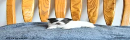 Pomapoo dogs for sale: Lucy - Ad 1