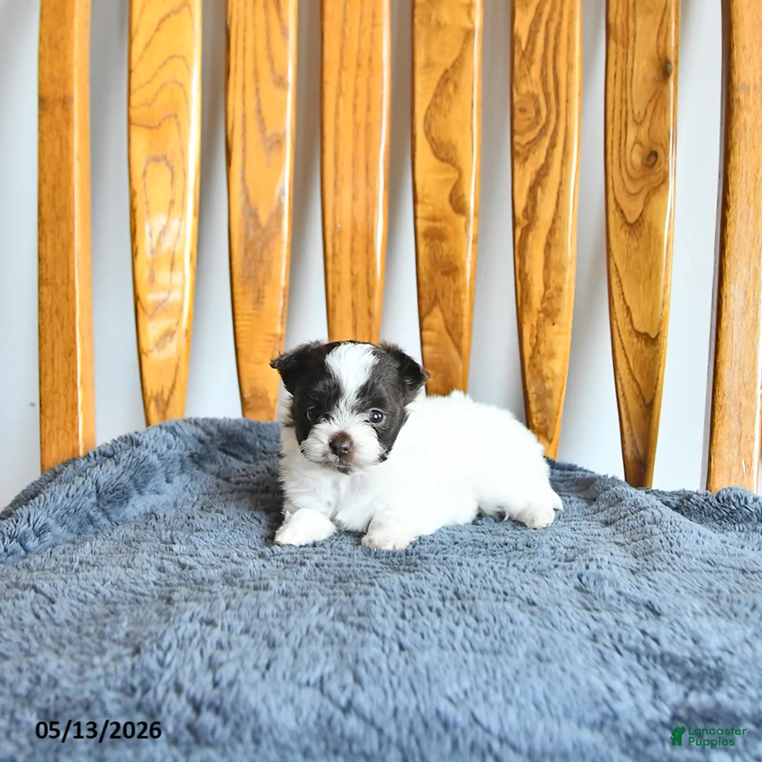 Pomapoo dogs for sale: Lucy - Ad 1