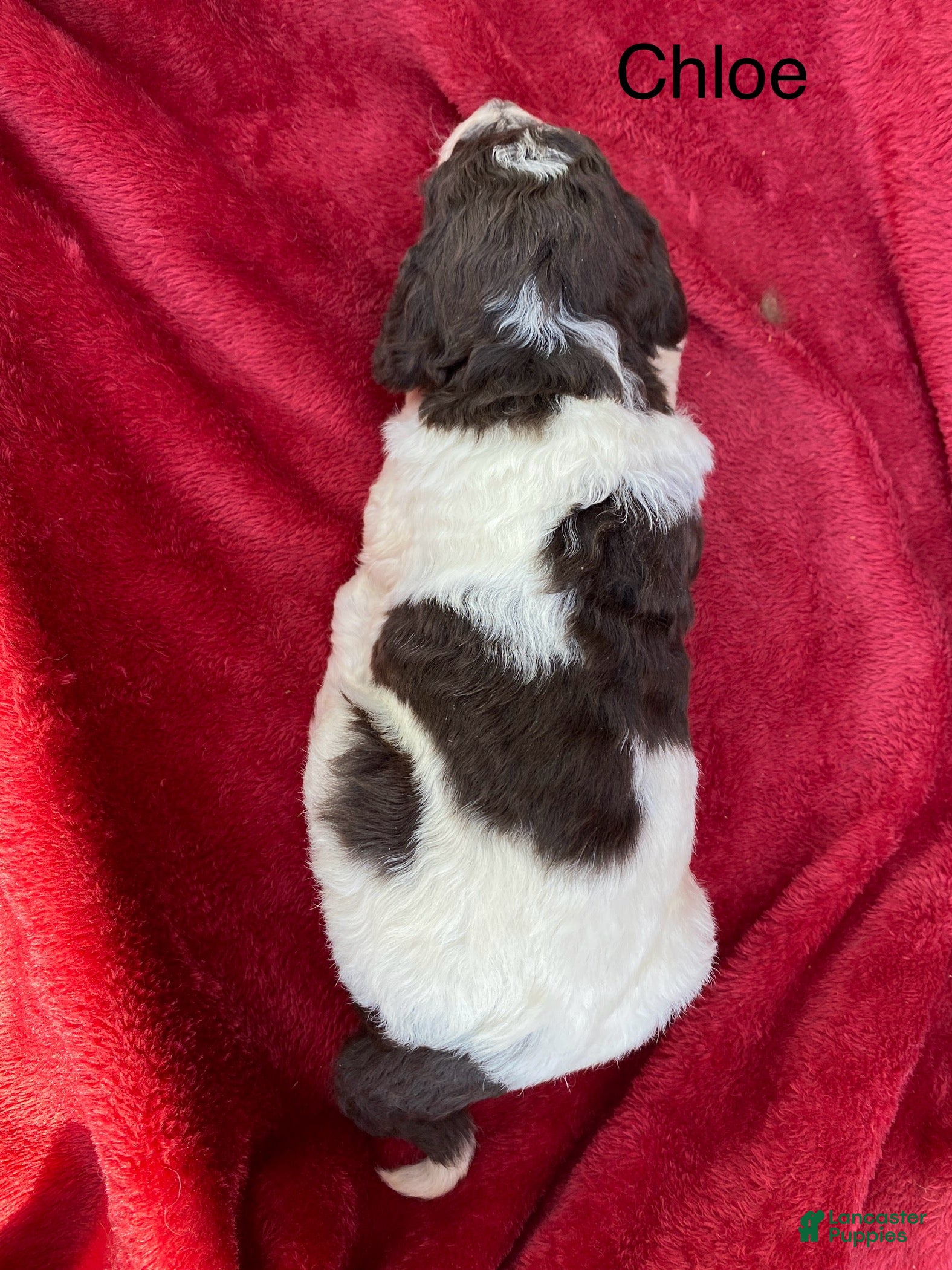 Labradoodle dogs F1bb Chloe - Ad 2