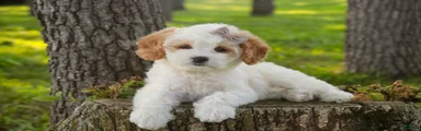Pebbles Munchkin Bernedoodle