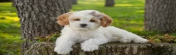 Mixed Breed dogs for sale: Pebbles Munchkin Bernedoodle - Ad 1