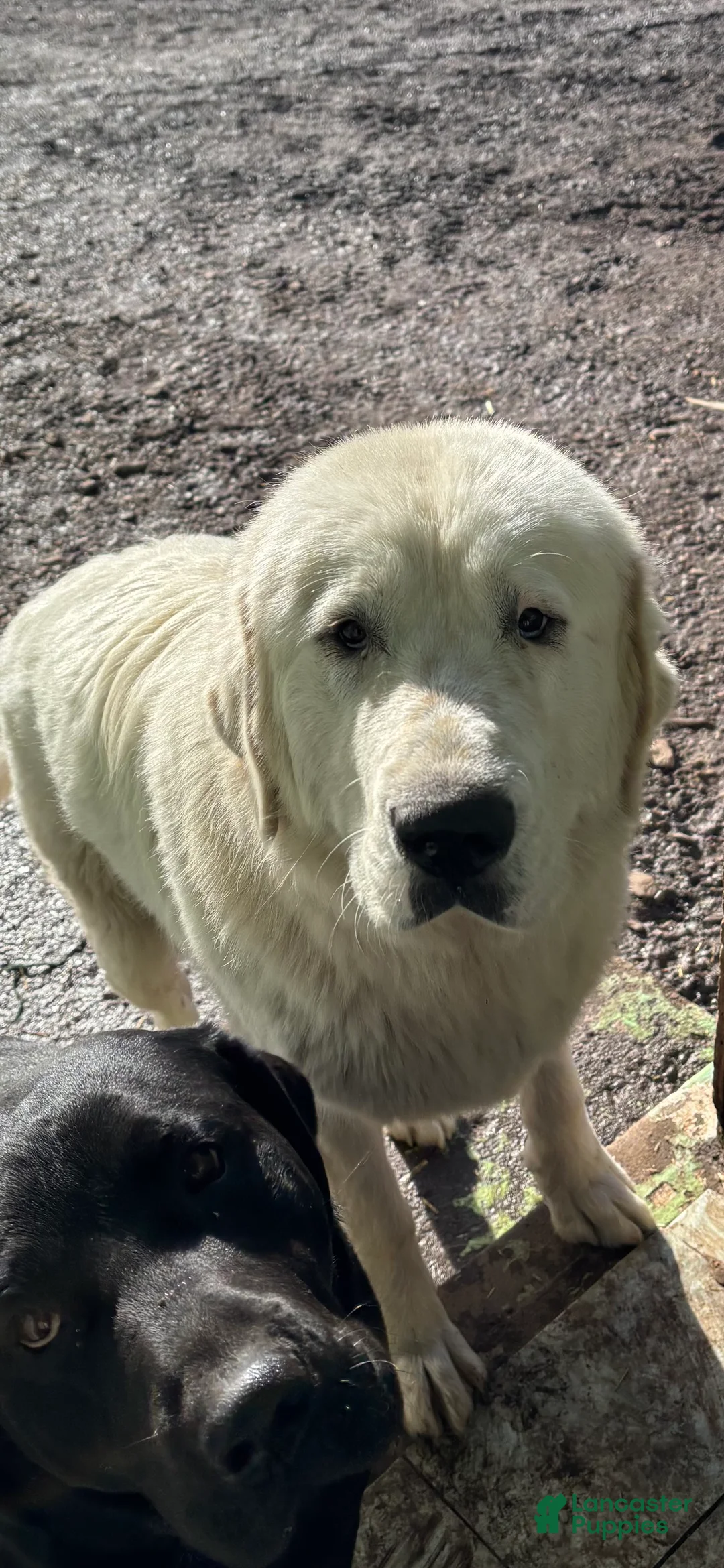 Great Pyrenees dogs for sale: Great Pyrenees Puppy 2 - Ad 2