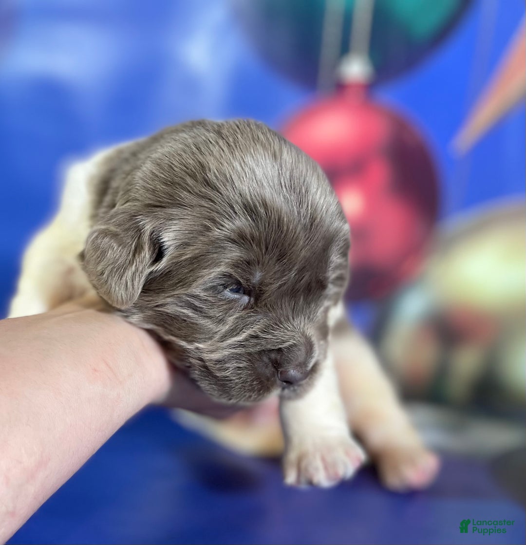 Mixed Breed dogs for sale: Storm OFA DNA  - Ad 5