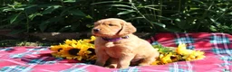 Mixed Breed dogs for sale: Mia - Irish Goldendoodle  - Ad 10