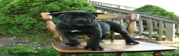 Cane Corso dogs for sale: Bouncer - Ad 2