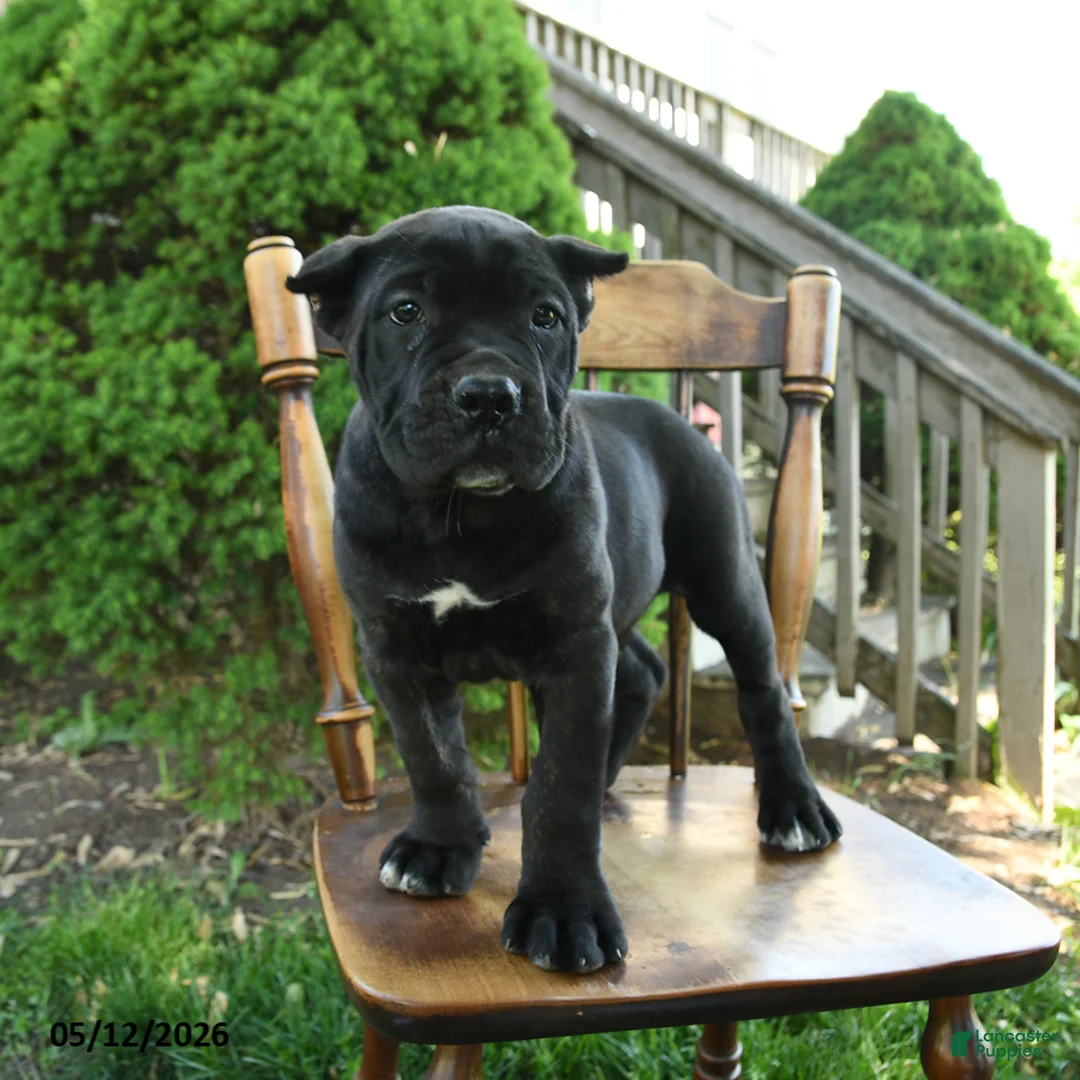 Cane Corso dogs for sale: Bouncer - Ad 2