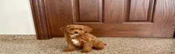 Cavapoo dogs for sale: Cavapoo F1b Male Puppy 2 - Ad 3