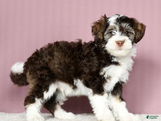Mini Bernedoodle dogs - Ad 39