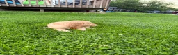 Golden Retriever dogs for sale: Meadow - Ad 8