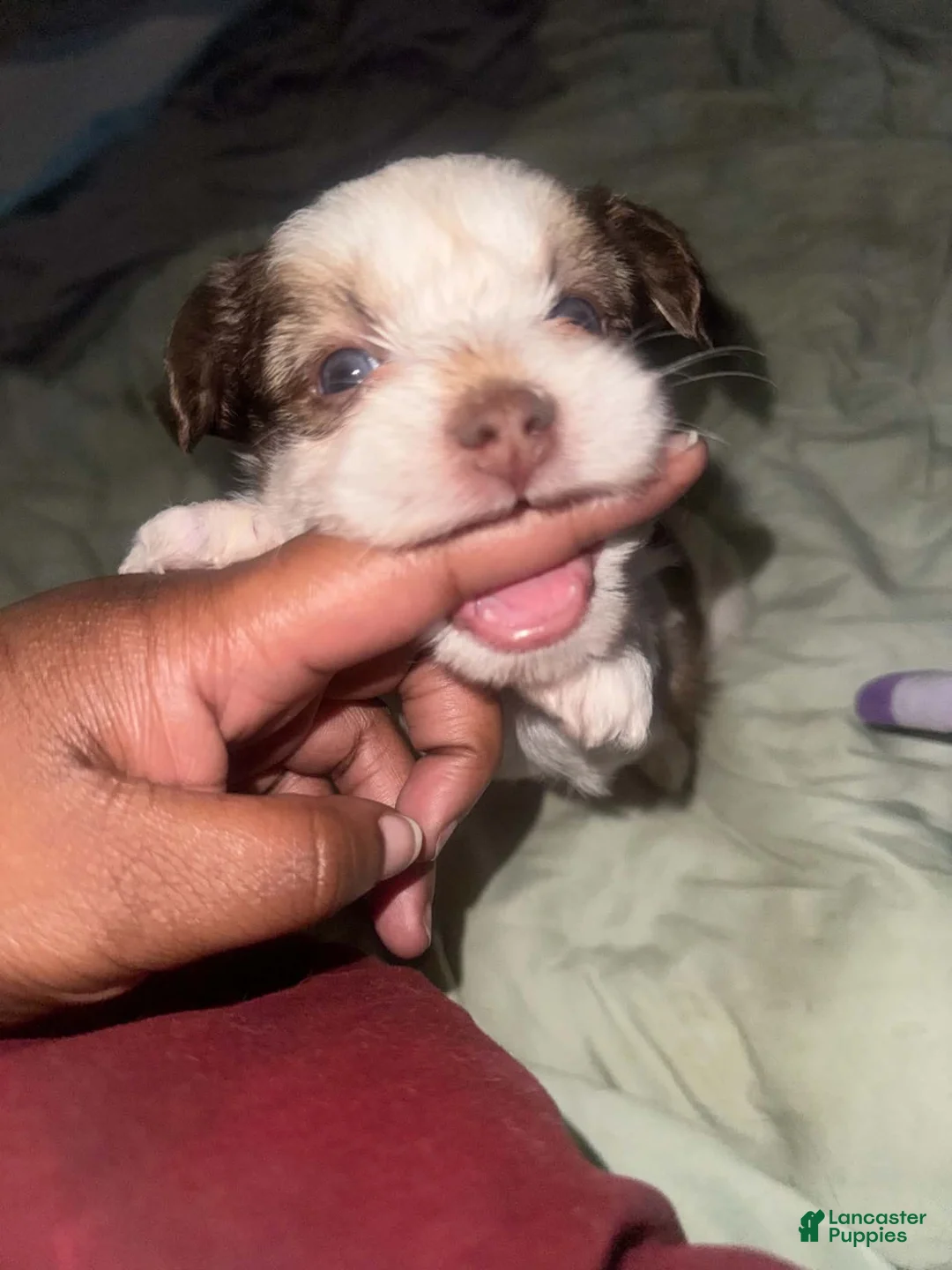 Shorkie dogs for sale: Shorkie 2 - Ad 2