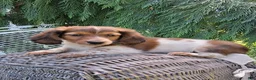 Miniature Dachshund dogs for sale: Champ - Ad 7