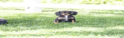 Cavalier King Charles Spaniel dogs for sale: Butch - Ad 3