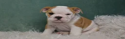 English Bulldog dogs for sale: Zara - Ad 4