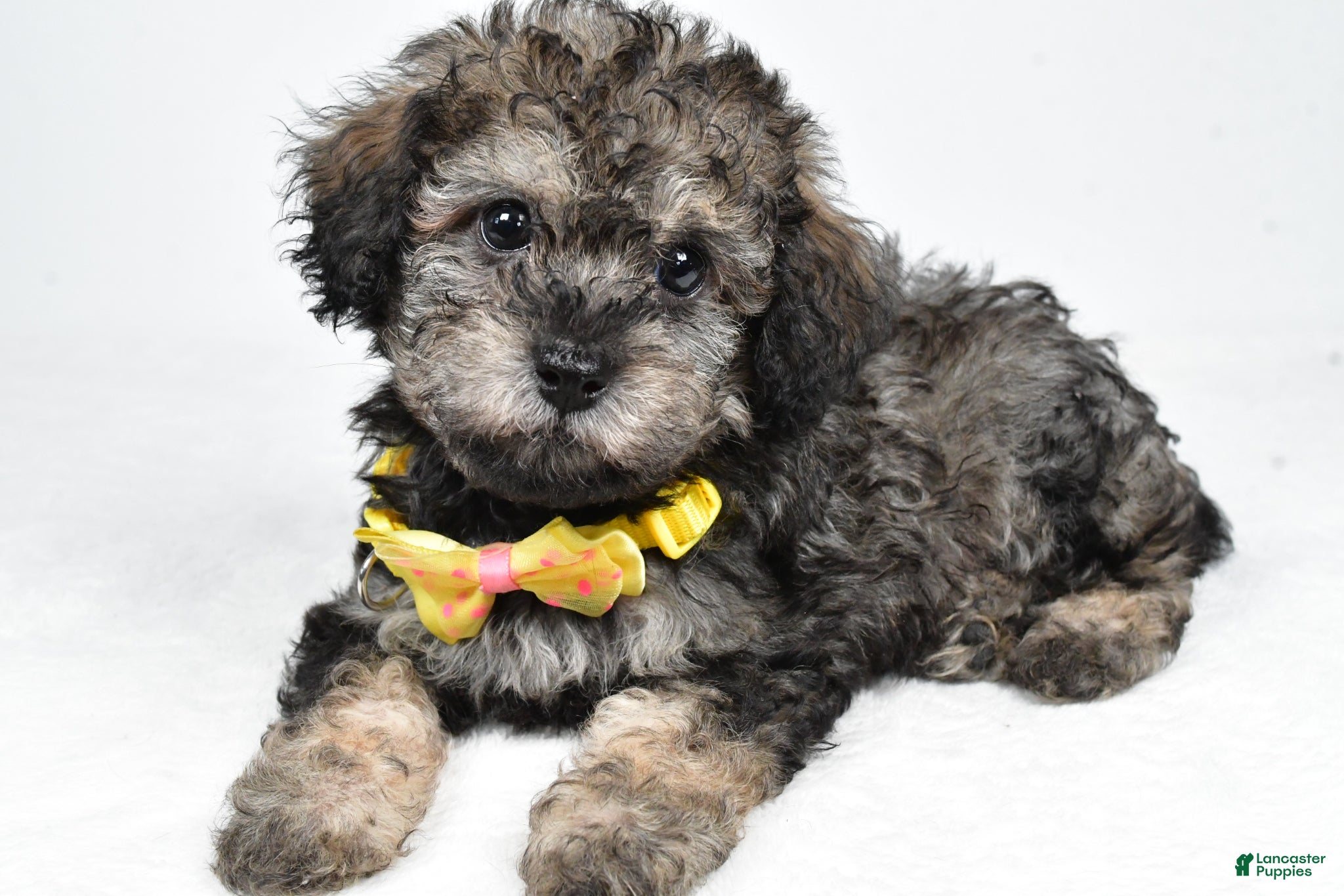 Miniature Poodle dogs Joey - Ad 1