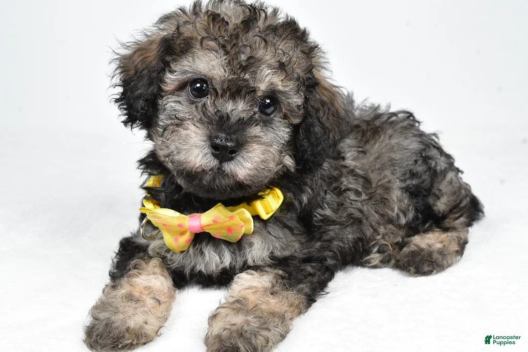 Miniature Poodle dogs for sale: Joey - Ad 1