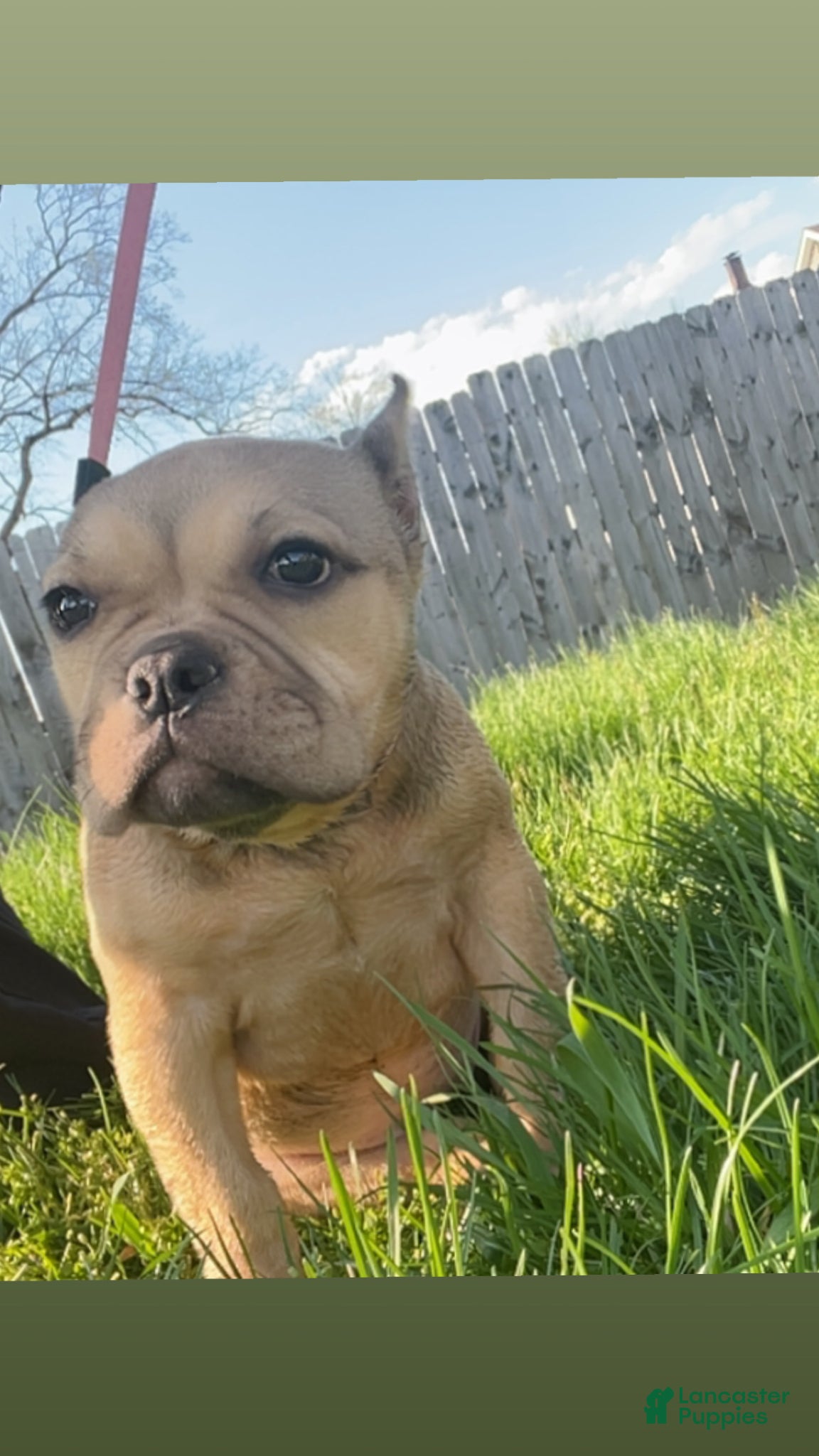 American Bully dogs American Bully Puppy 2 - Ad 33