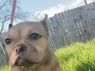 American Bully dogs American Bully Puppy 2 - Ad 33