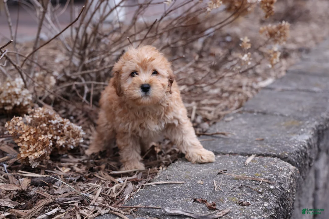 Whoodle dogs for sale: Kelly  - Ad 1