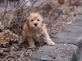 Whoodle dogs for sale: Kelly - Ad 1