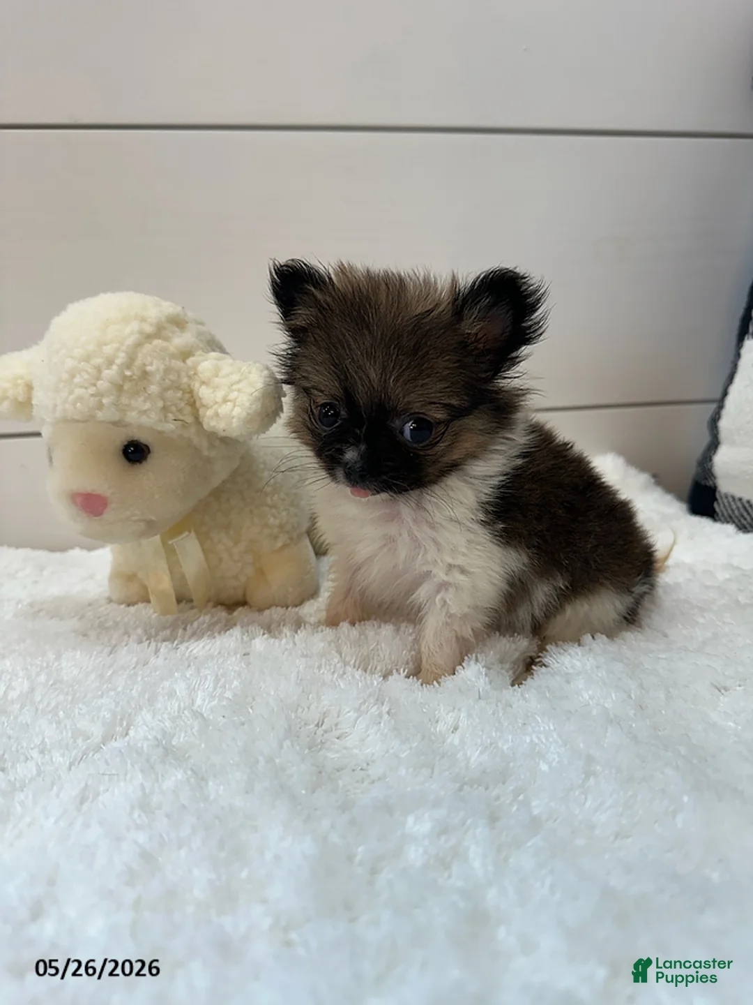 Pomeranian dogs for sale: Rocky Xtra Small - Ad 5