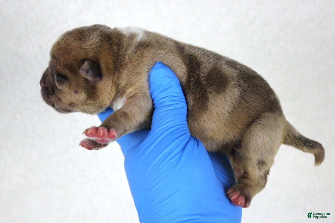 American Bully dogs for sale: Fawn Merle Male - Ad 7