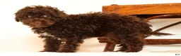 Havapoo dogs for sale: Darla - Ad 2