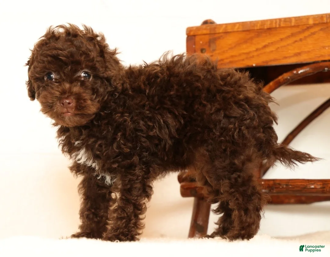 Havapoo dogs for sale: Darla - Ad 2