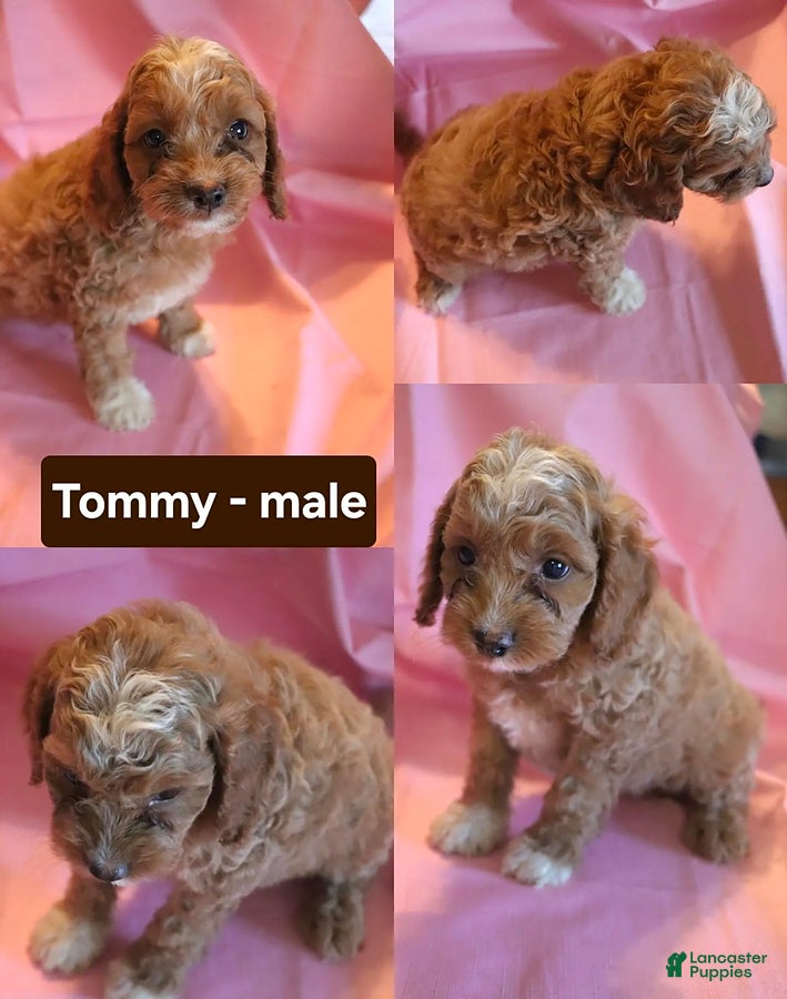 Cockapoo dogs Tommy - Ad 7