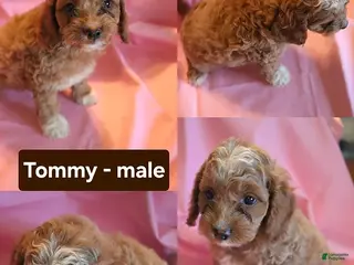 Cockapoo dogs Tommy - Ad 7