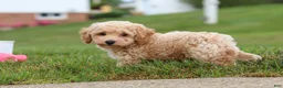 Bichpoo dogs for sale: Mia - Ad 10