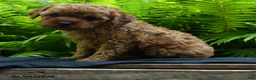 Yorkiepoo dogs for sale: Glow - Ad 1