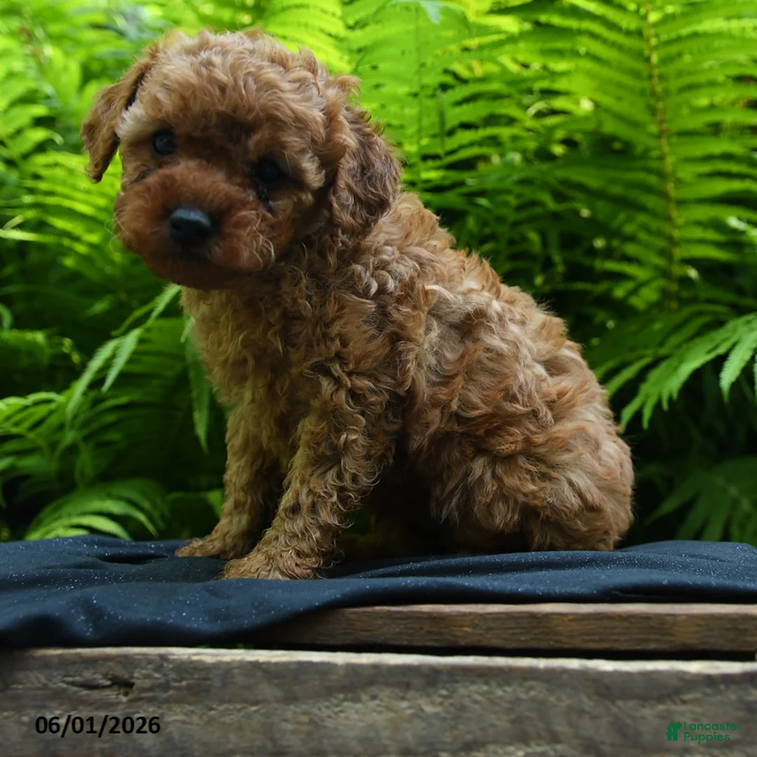 Yorkiepoo dogs for sale: Glow - Ad 1