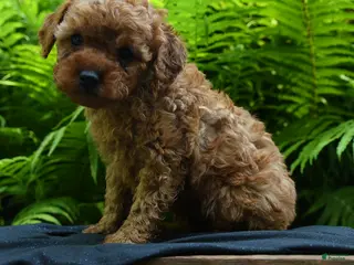 Yorkiepoo dogs for sale: Glow - Ad 2