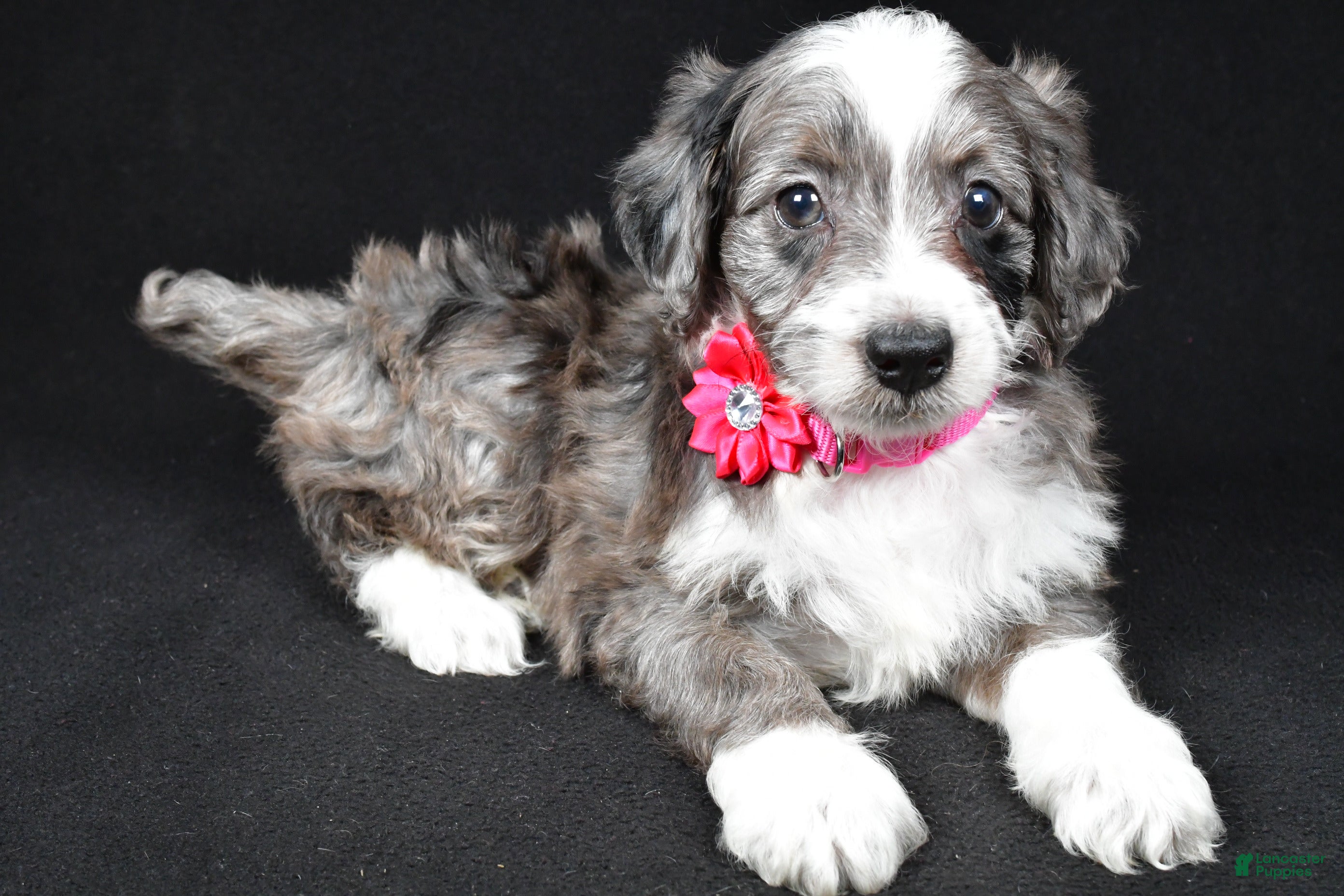 Mini Aussiedoodle dogs Nellie - Ad 2
