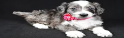 Mini Aussiedoodle dogs for sale: Nellie - Ad 2