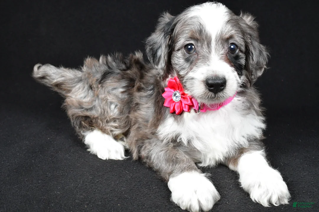 Mini Aussiedoodle dogs for sale: Nellie - Ad 2