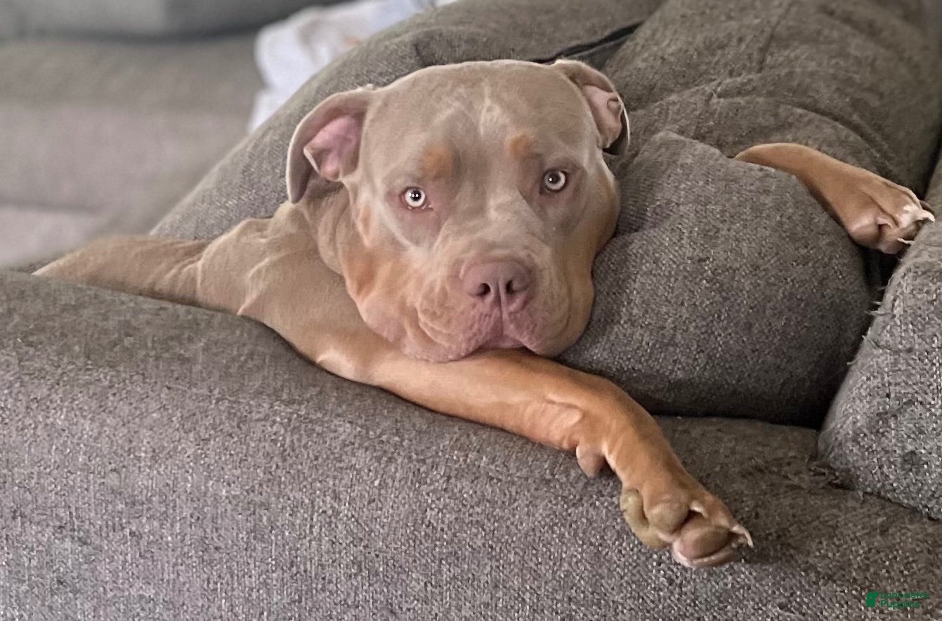 American Bully dogs Mable - Ad 2