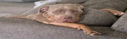 American Bully dogs for sale: Bambi - Ad 5