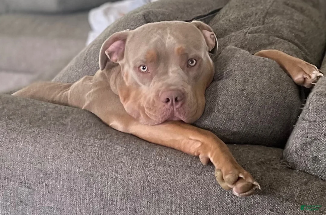 American Bully dogs for sale: Milly - Ad 2