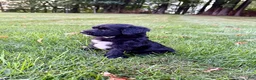 Portuguese Water Dog dogs for sale: Oscar - Ad 4
