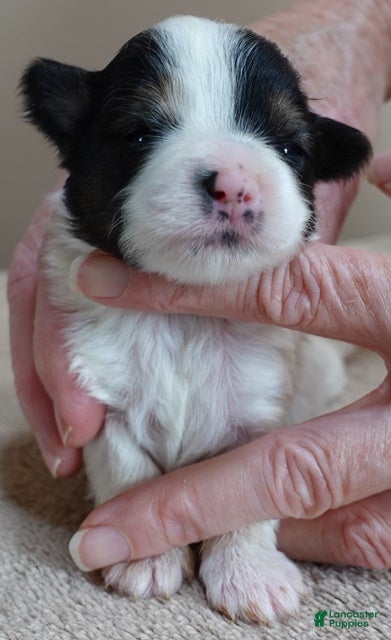 Yorkshire Terrier dogs Xena exotic parti - Ad 20