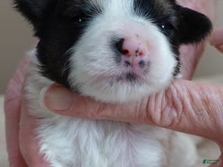 Yorkshire Terrier dogs Xena exotic parti - Ad 16