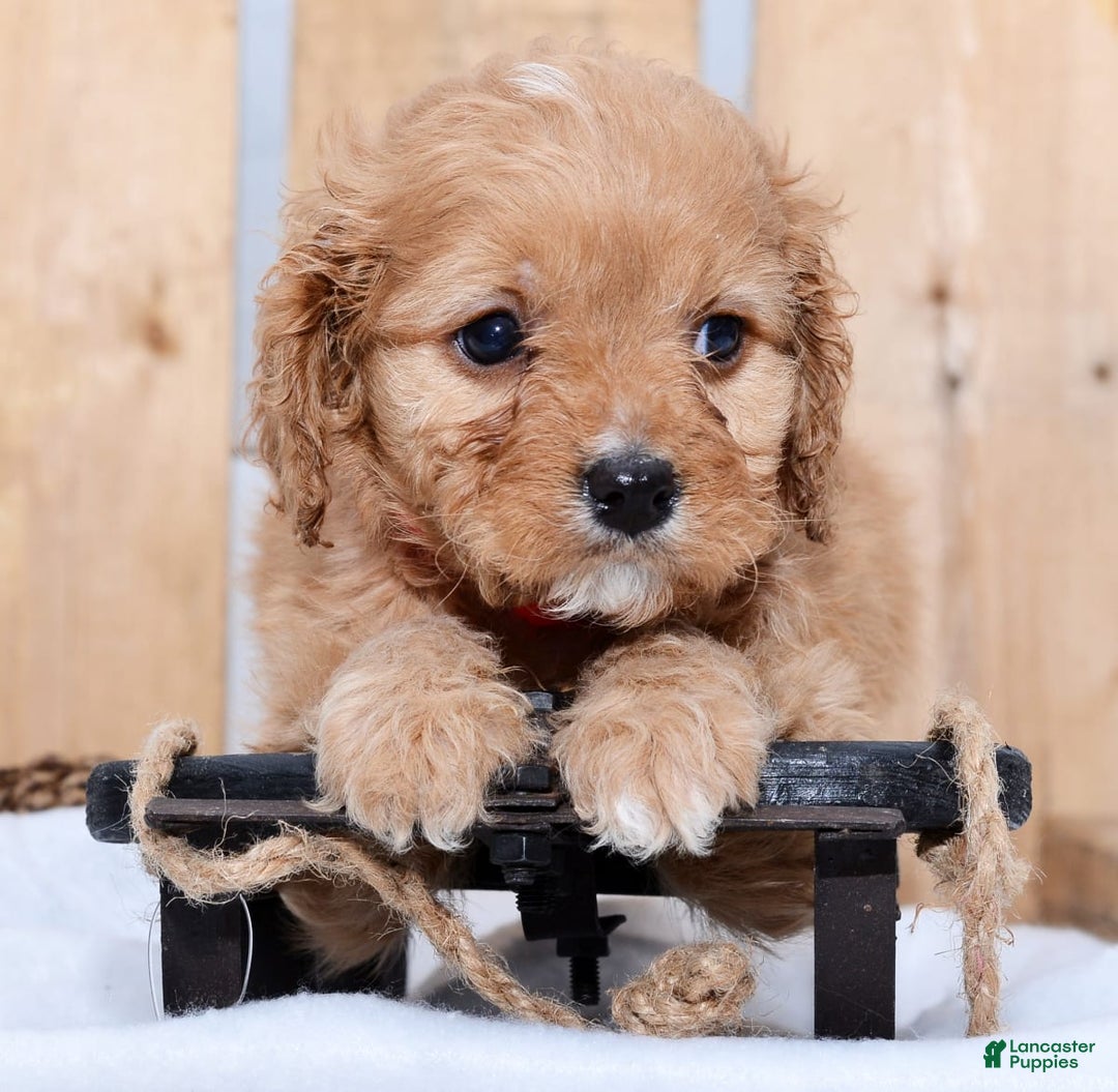 Gallery Image {{count}}