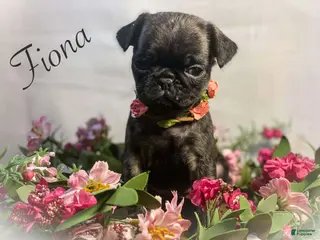 Pug dogs Fiona - Ad 4