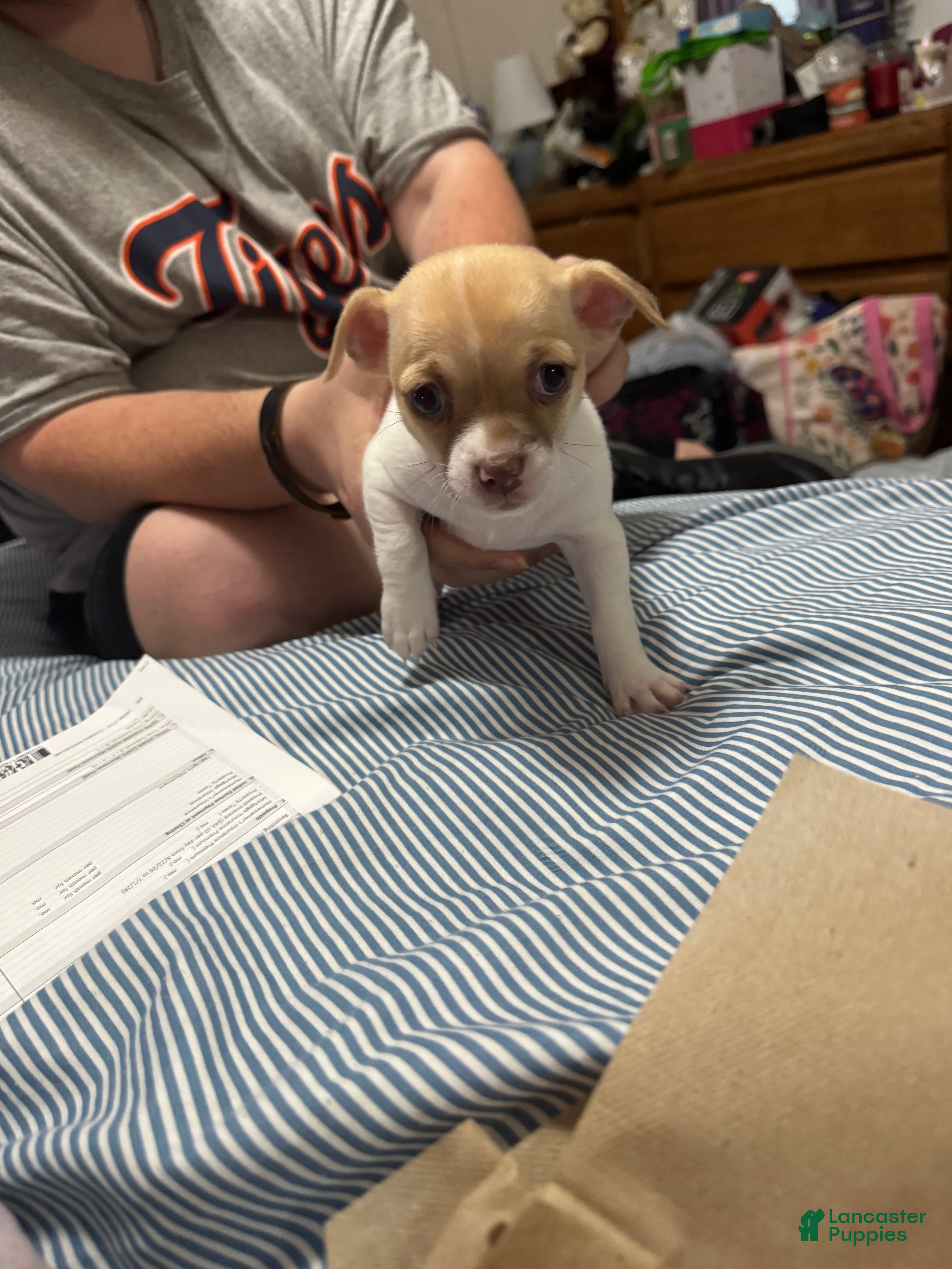 Chihuahua dogs Chihuahua 1 - Ad 10