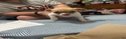 Chihuahua dogs for sale: Chihuahua 1 - Ad 1