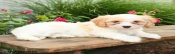 Cavachon dogs for sale: Trevor - Ad 2